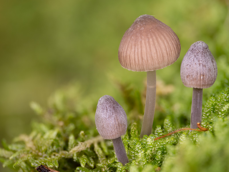 Mycena rubromarginata Mycena rubromarginata